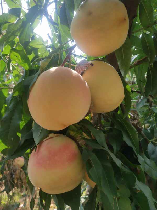 赞皇莲华农庄：现代农区变景区 老百姓吃上旅游饭