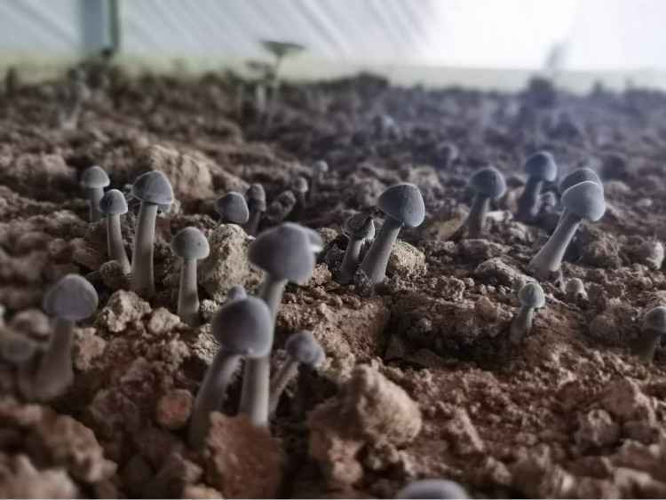 赞皇莲华农庄：现代农区变景区 老百姓吃上旅游饭