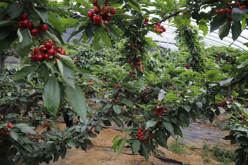 探访赞皇旅发“一核、两区、百点”之花果山农业科技示范园区