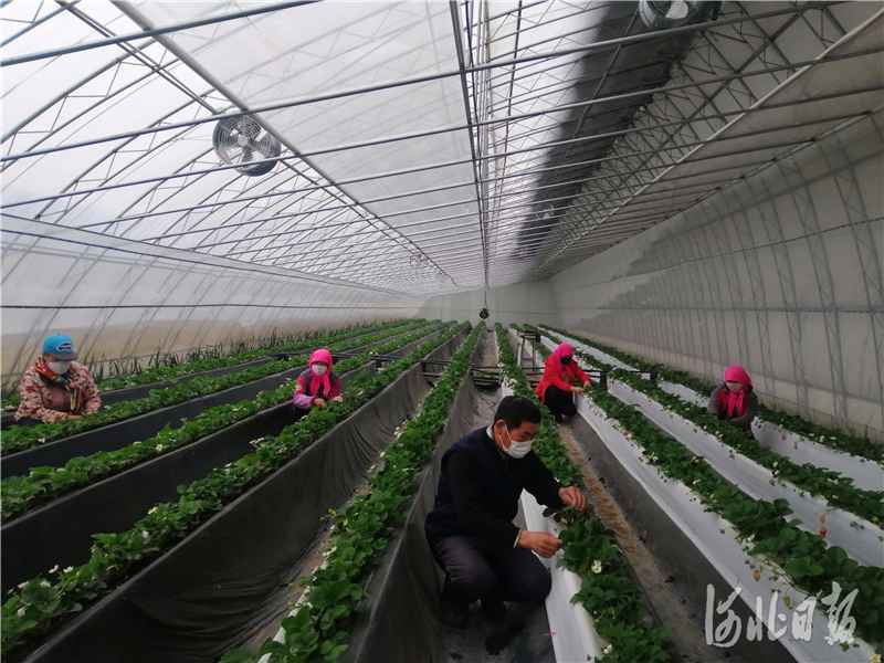 聚焦京津冀协同发展｜京津冀扶贫协作积极推进