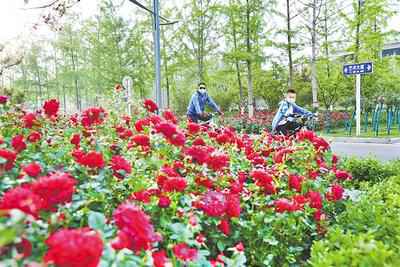 河北廊坊：一街一精品建设“花园城市”