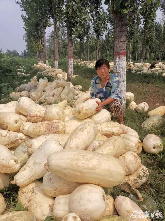 邯郸数万斤南瓜变“难”瓜 谁能帮农民解决卖瓜难题