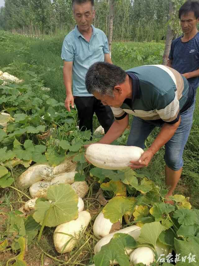 邯郸数万斤南瓜变“难”瓜 谁能帮农民解决卖瓜难题