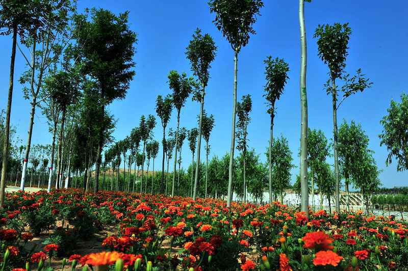 名牌导游带您游河北│美景与健康相伴，快来这里解锁农业生态新体验！