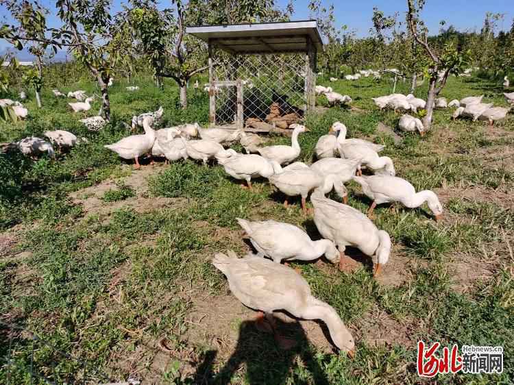 旅发时间｜河北赞皇龙栖湾生态园：绿野碧水果香浓 伴您采摘好心情