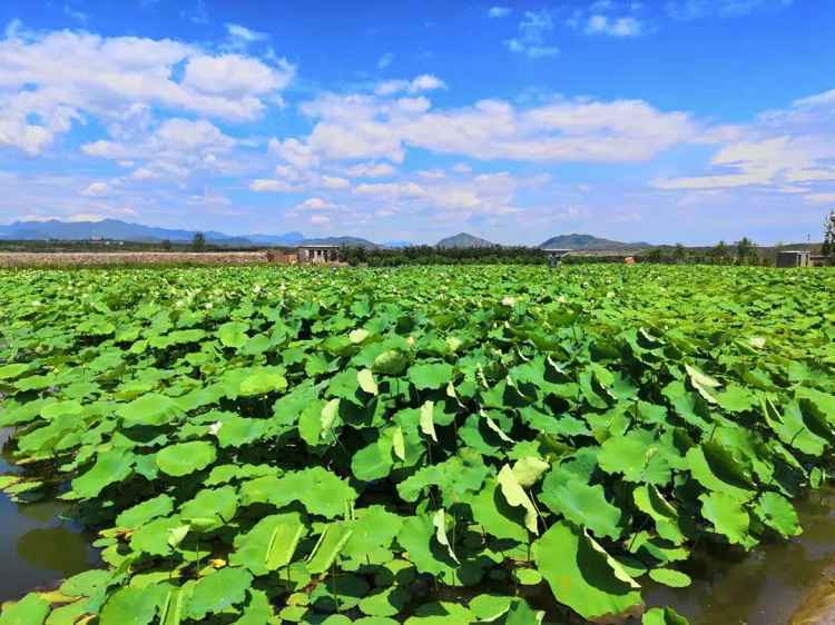 旅发时间 | 河北赞皇千根“十里荷塘” 被青山围绕的一抹荷红