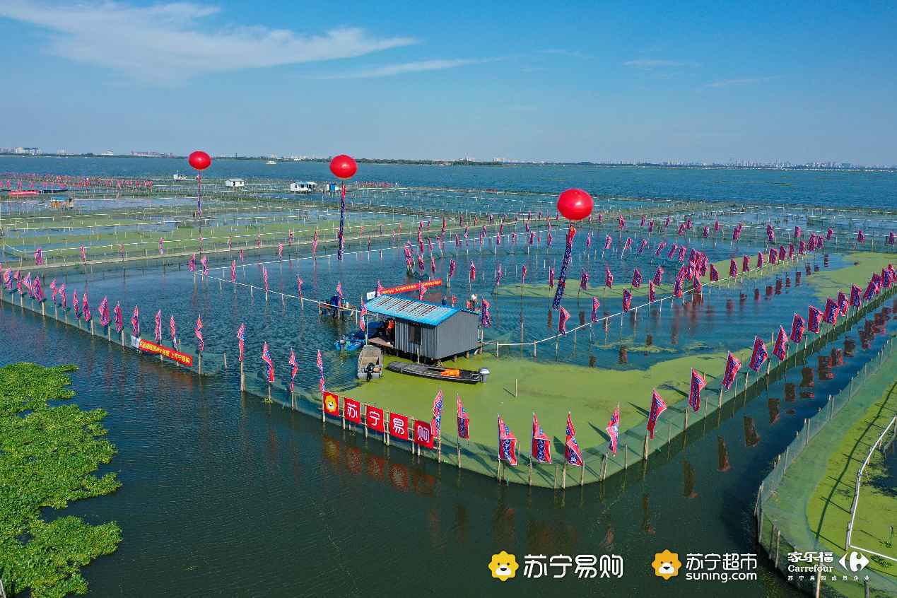 金秋“蟹”逅！苏宁易购开捕阳澄湖第一篓蟹