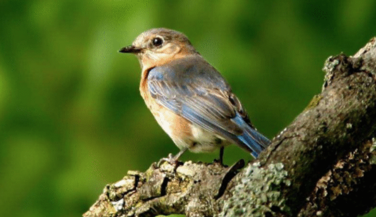 保护野生鸟类，唐山海港开发区在行动！