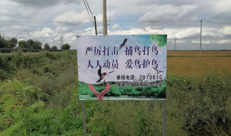 保护野生鸟类，唐山海港开发区在行动！