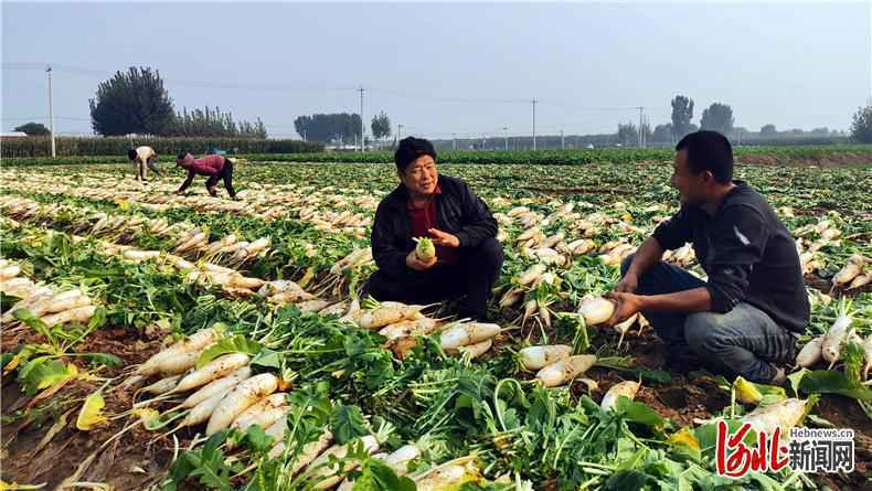 探索｜河北定兴：“网格党建”让精细管理服务下沉