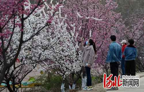游园赏花正当时 河北石家庄园博园、植物园、动物园恢复开放
