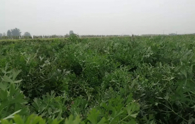 公益广告助力省会经济发展｜石家庄北边有个千年古县，被评为“国家红枣公园”，还有万亩药田