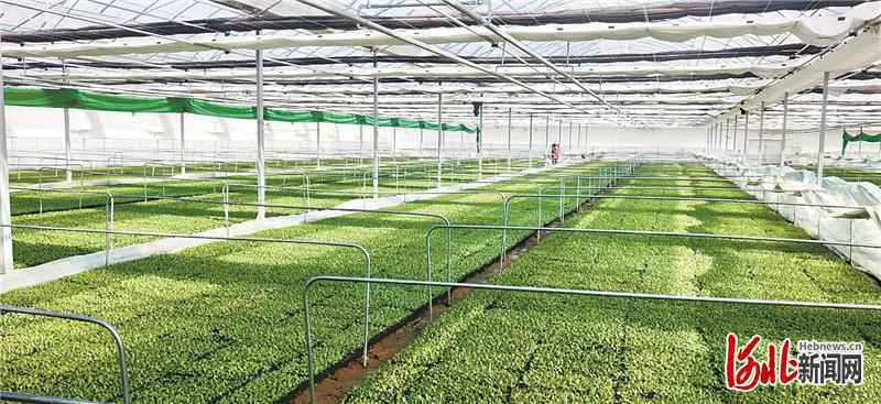 协同梦想，闪亮每个日子！河北日报推出《京津冀协同发展七年回眸》特刊