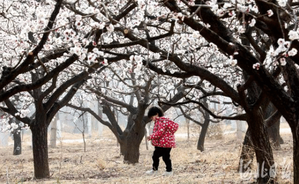 春日赏花好时节 | 杏花山上，春风十里，快来这儿邂逅河北的春天……