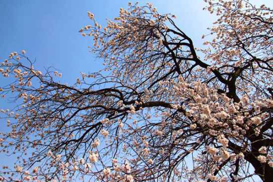 春日赏花好时节 | 一簇开无主,可爱深红映浅红