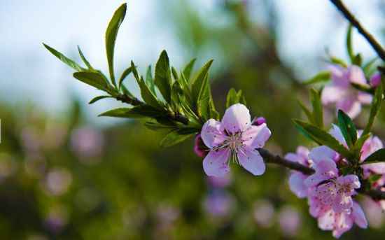 春日赏花好时节 | 一簇开无主,可爱深红映浅红
