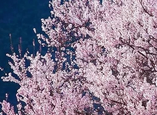 春日赏花好时节 | 一簇开无主,可爱深红映浅红