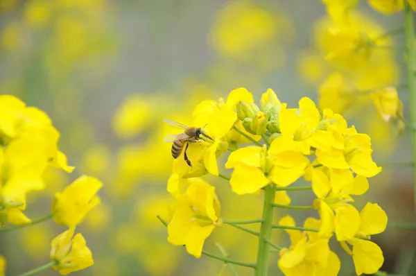 春日赏花好时节 | 芳香袭人，油菜花是春日限定的美好