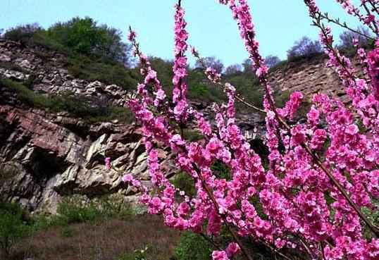 春日赏花好时节 | 一簇开无主,可爱深红映浅红