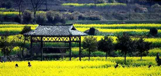 春日赏花好时节 | 芳香袭人，油菜花是春日限定的美好
