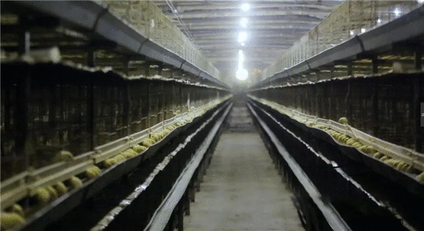 兰宝牧业：深耕农牧产业 助力乡村振兴