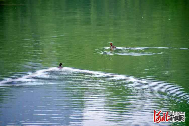 “遇见·正定”摄影大赛作品展播①延石生