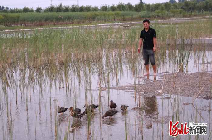 河北故事｜护鸟志愿者韩战桥和8只斑嘴鸭的故事