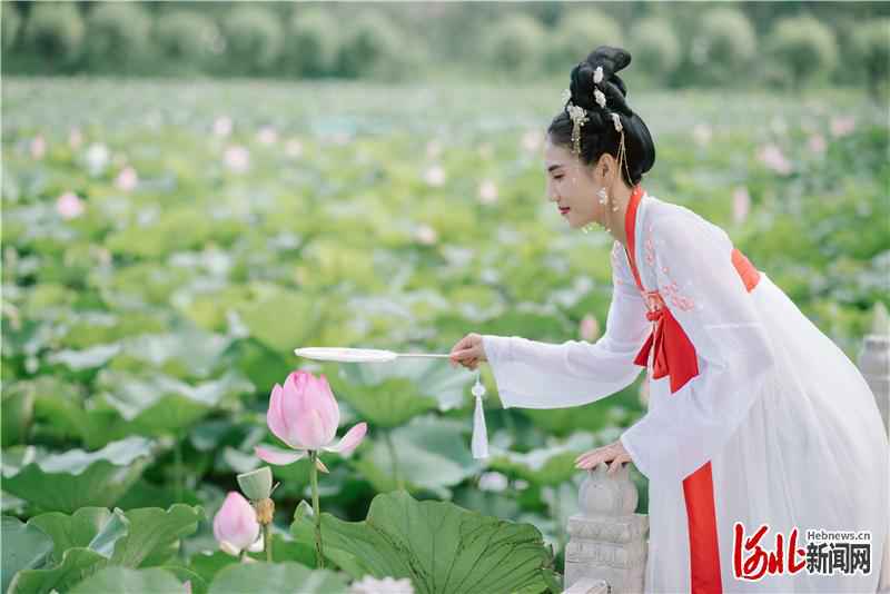 荷花汉服文化节在秦皇岛南戴河国际娱乐中心中华荷园精彩上演